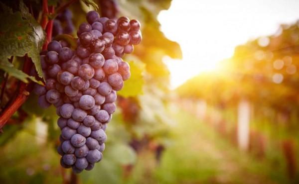 Weinreben im Weingarten bei Sonnenuntergang